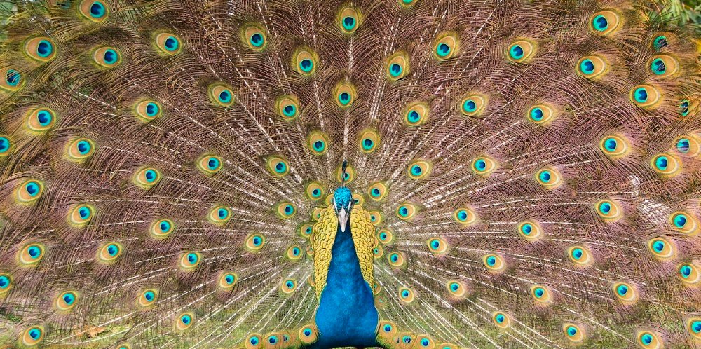 Everglades Wonder Gardens near Bonita Springs, FL