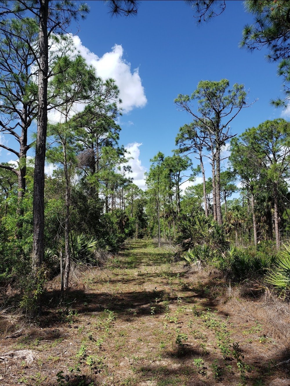 Buckingham Trails Preserve near Buckingham, FL