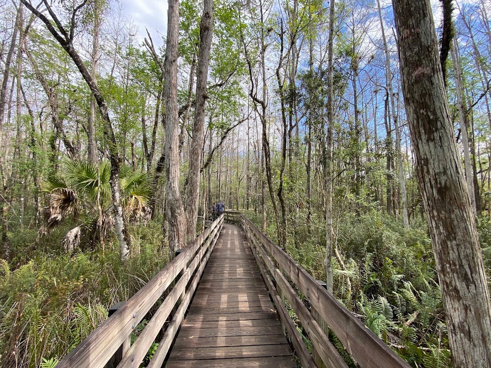 Six Mile Cypress Slough Preserve near Gateway, FL