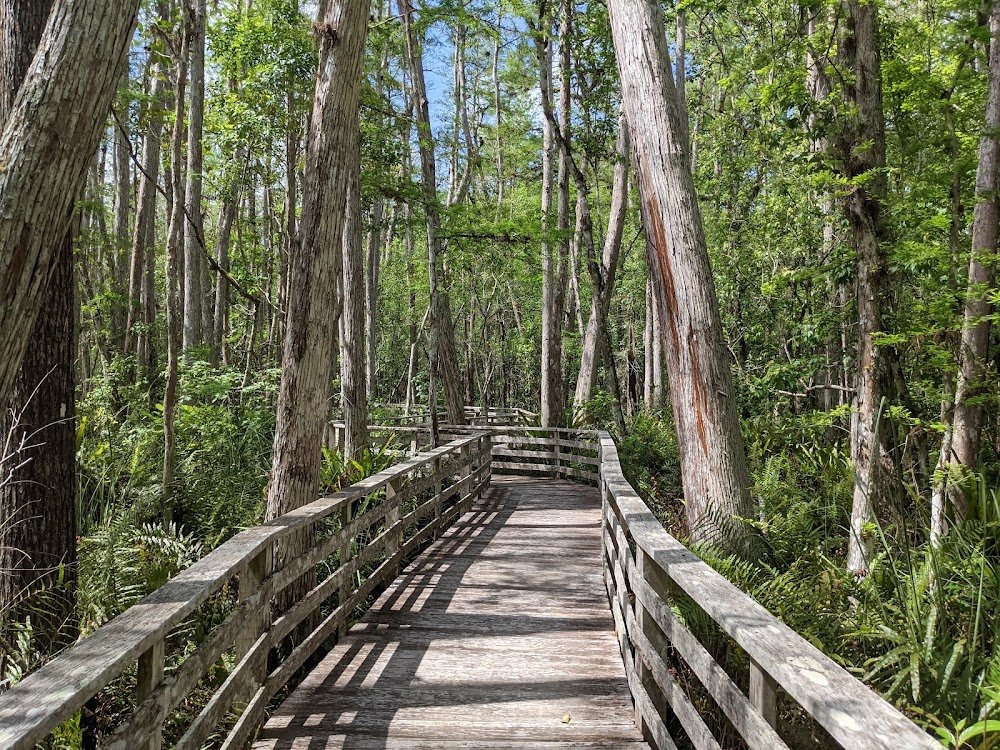 Corkscrew Swamp Sanctuary near Naples, FL