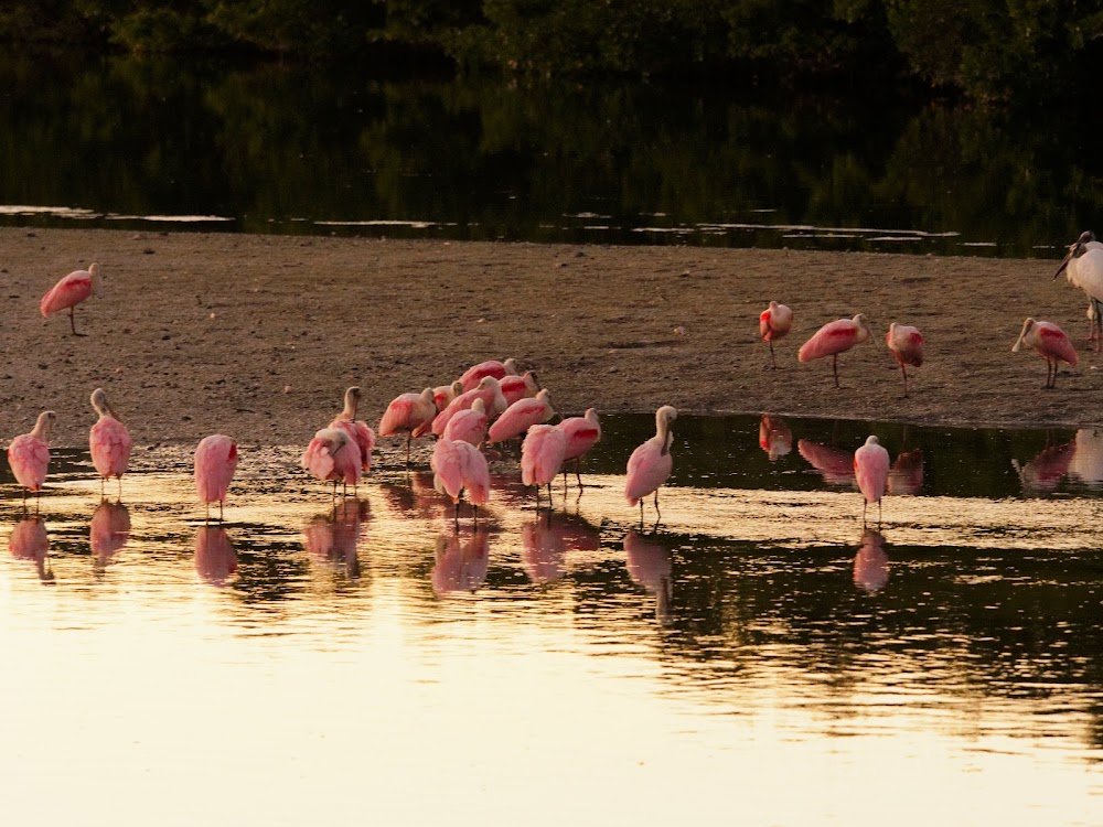 J.N. "Ding" Darling National Wildlife Refuge near Sanibel, FL